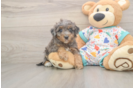 Poochon Puppy for Adoption