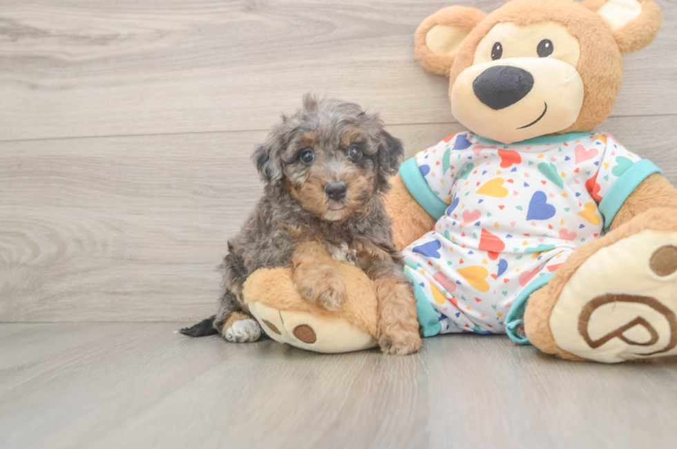 5 week old Poochon Puppy For Sale - Windy City Pups