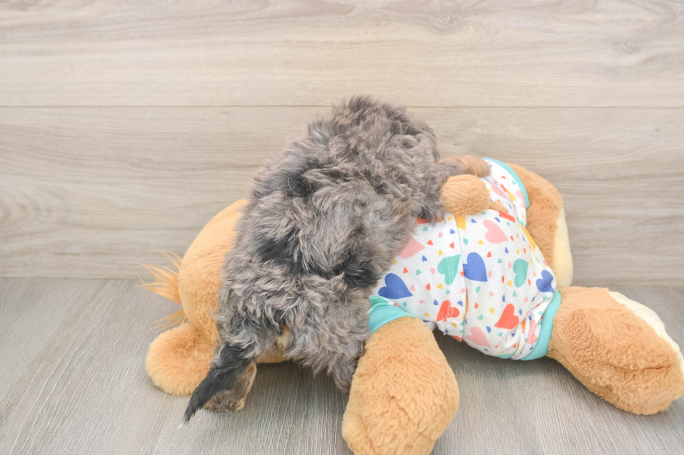 Sweet Poochon Baby