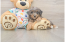 Best Poochon Baby