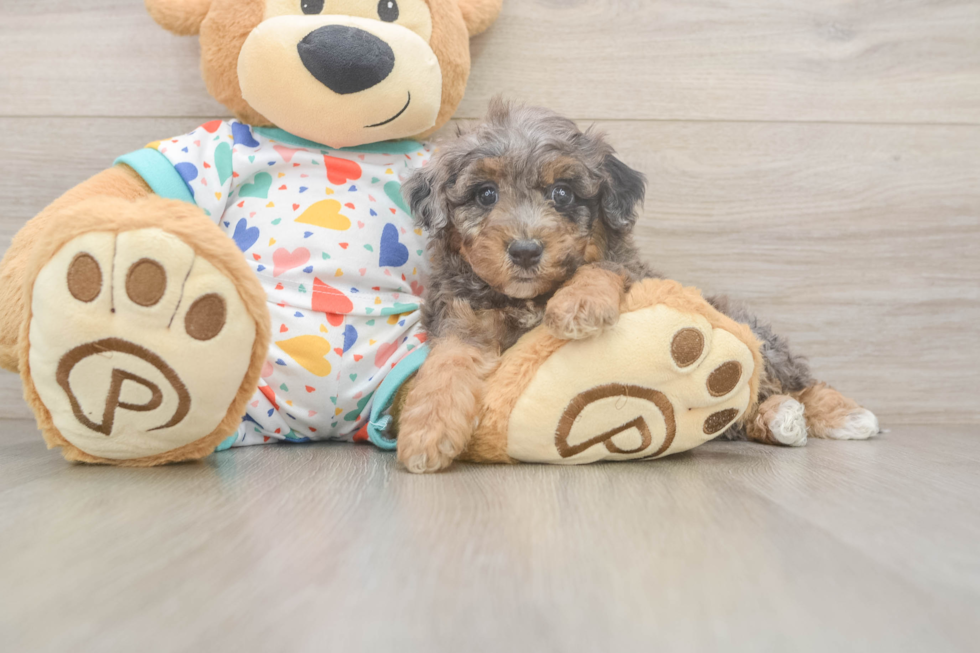 Best Poochon Baby
