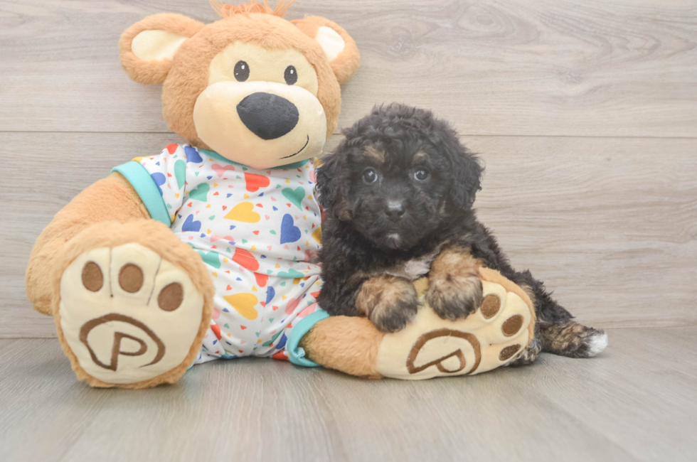 5 week old Poochon Puppy For Sale - Windy City Pups