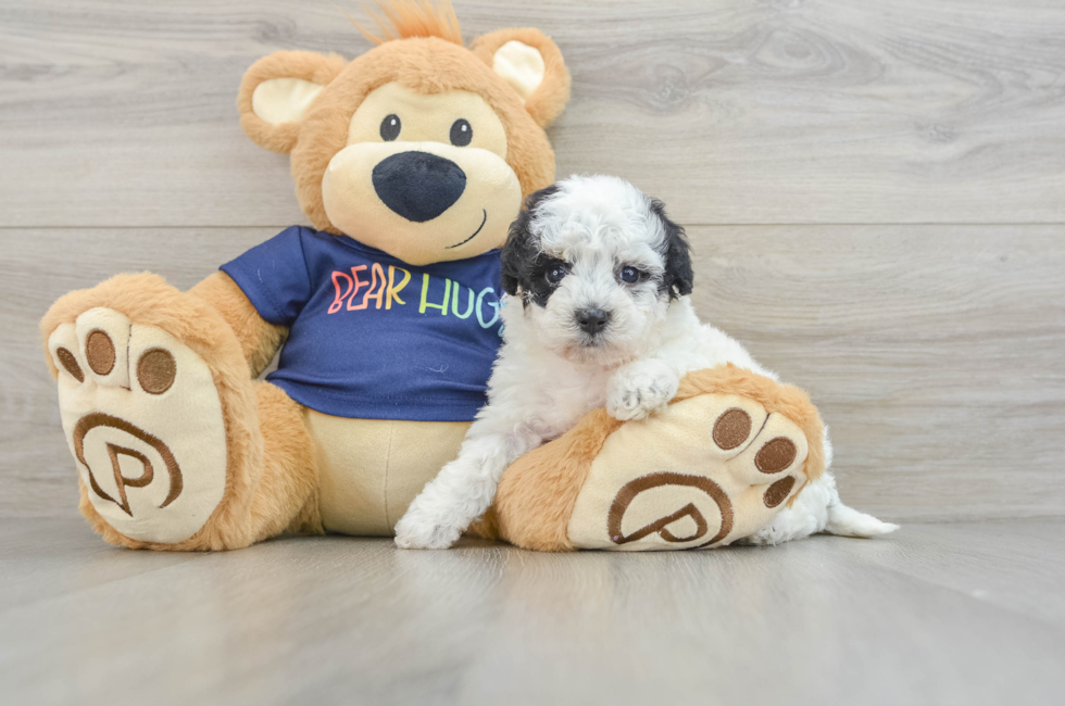 6 week old Poochon Puppy For Sale - Windy City Pups