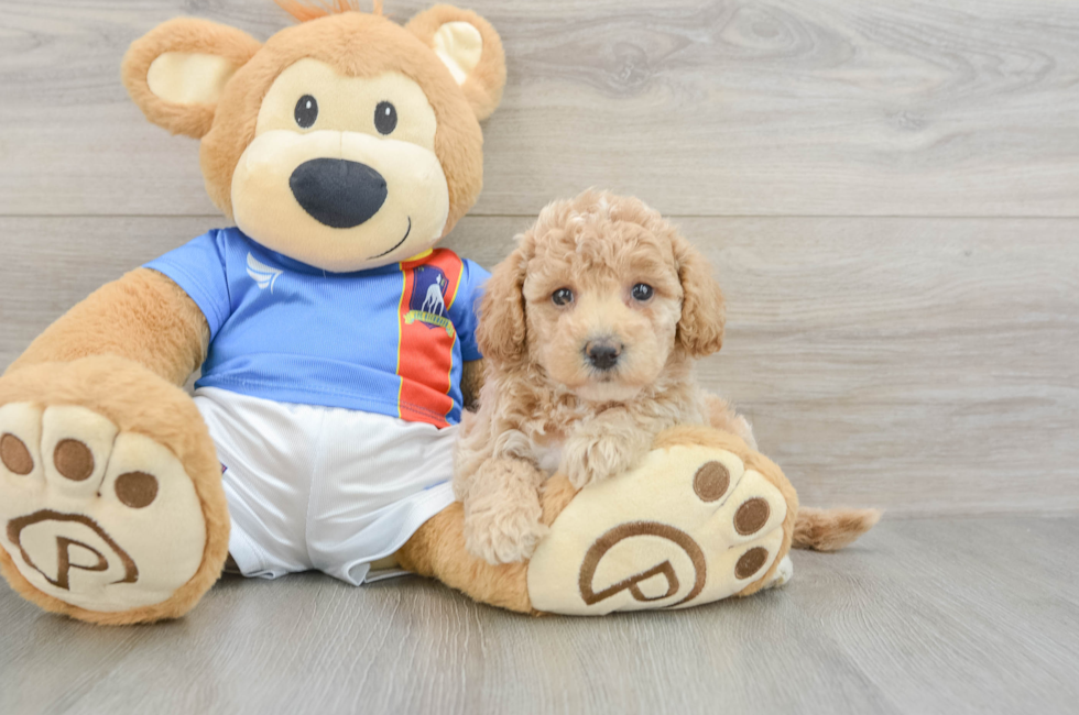5 week old Poochon Puppy For Sale - Windy City Pups
