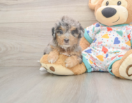 9 week old Poochon Puppy For Sale - Windy City Pups