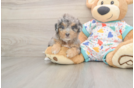 Poochon Puppy for Adoption