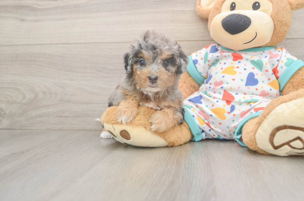 5 week old Poochon Puppy For Sale - Windy City Pups