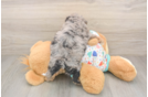 Poochon Puppy for Adoption