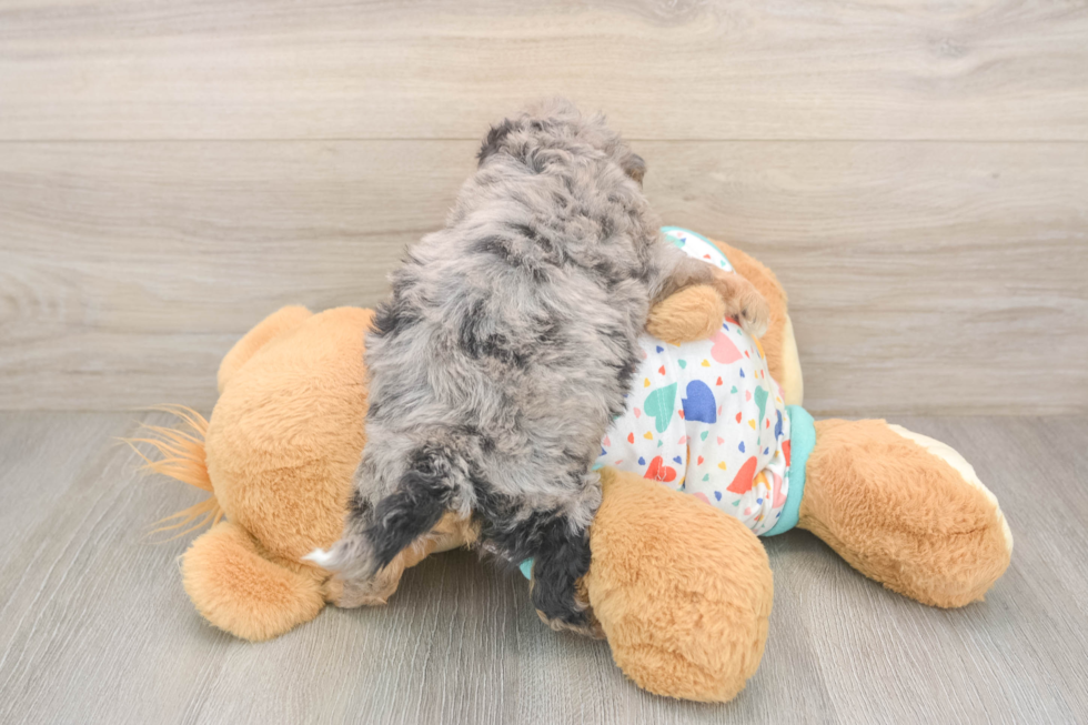 Poochon Puppy for Adoption