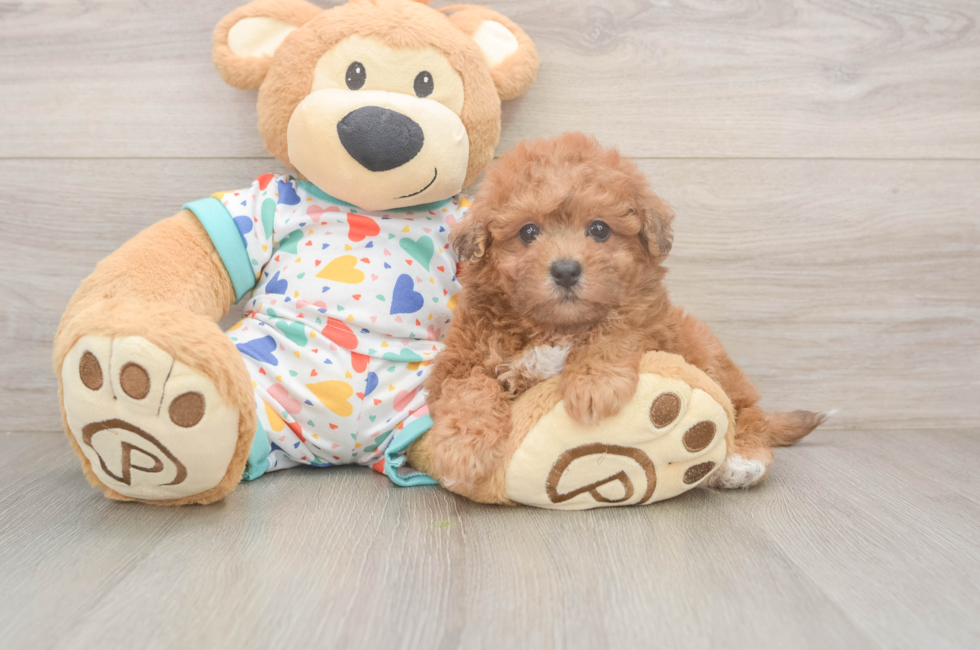 5 week old Poochon Puppy For Sale - Windy City Pups