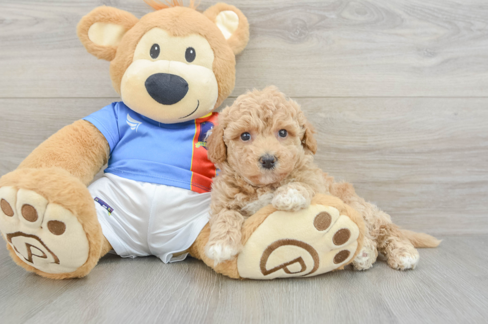 5 week old Poochon Puppy For Sale - Windy City Pups