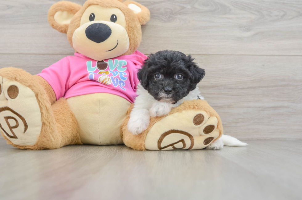 5 week old Poochon Puppy For Sale - Windy City Pups