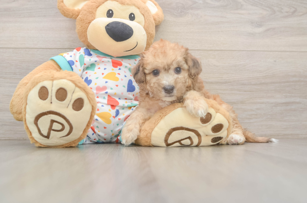5 week old Poochon Puppy For Sale - Windy City Pups