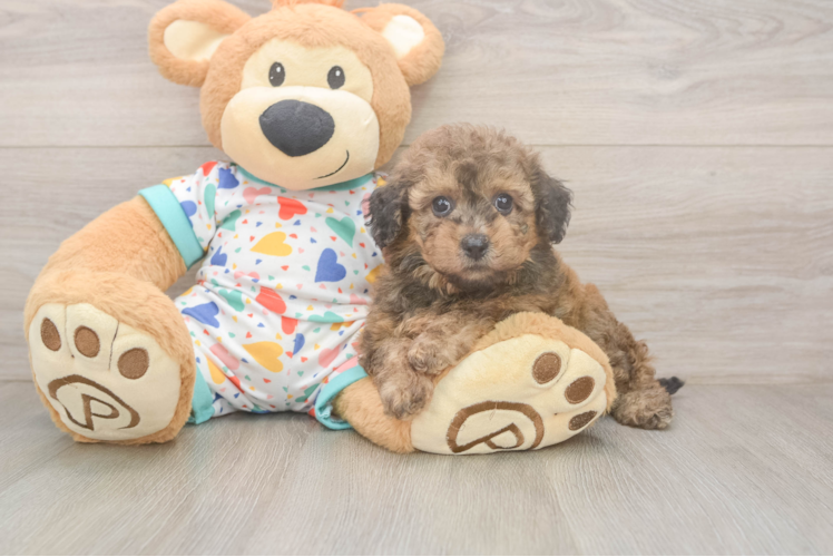 Poochon Puppy for Adoption