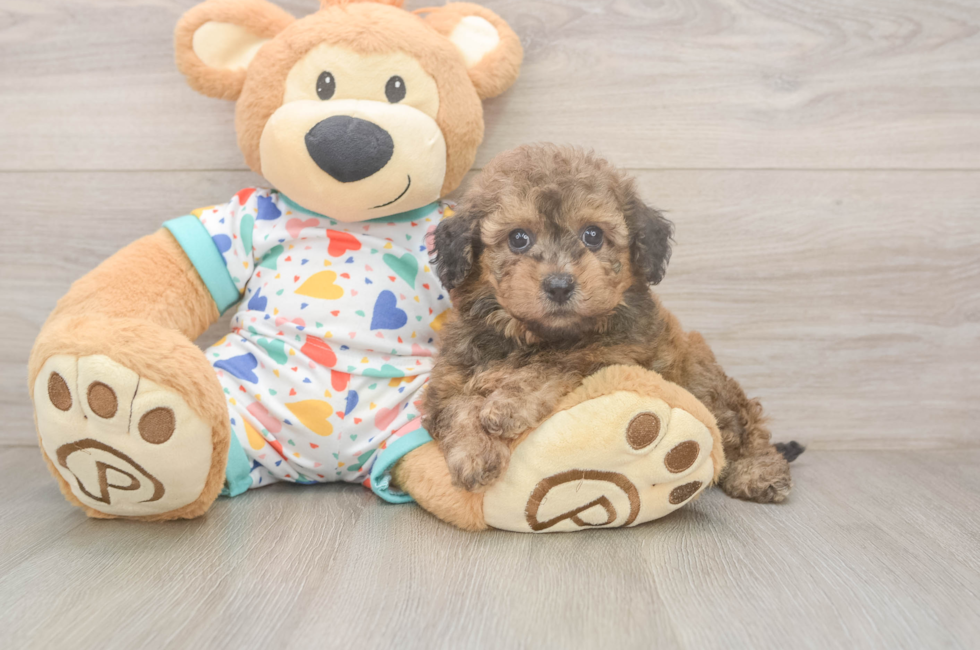 5 week old Poochon Puppy For Sale - Windy City Pups