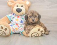 8 week old Poochon Puppy For Sale - Windy City Pups 8 week old Poochon Puppy For Sale - Windy City Pups