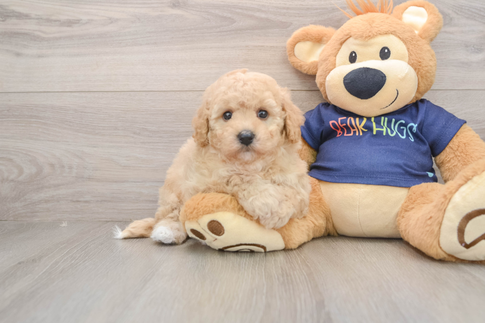 Poochon Pup Being Cute