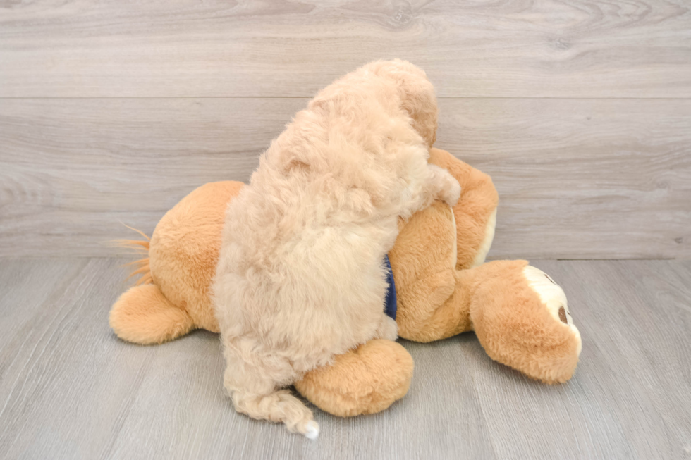 Poochon Pup Being Cute