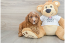 Poodle Pup Being Cute