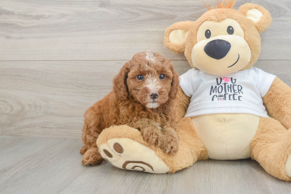 Poodle Pup Being Cute