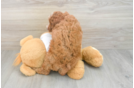 Little Poodle Baby