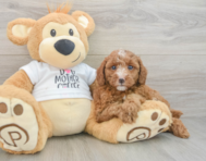 7 week old Poodle Puppy For Sale - Windy City Pups