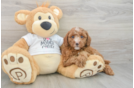 Best Poodle Baby