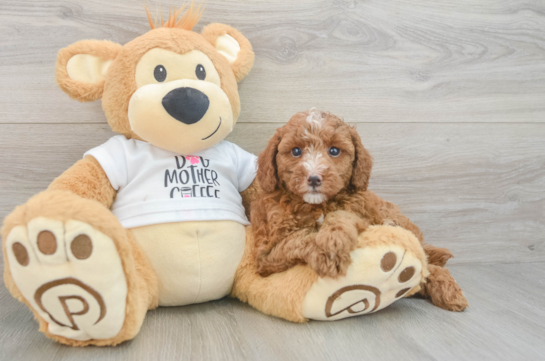 Best Poodle Baby