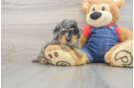 Little Poodle Purebred Pup