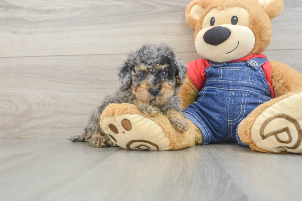Little Poodle Purebred Pup
