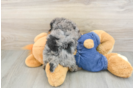 Popular Poodle Baby