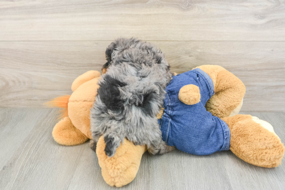 Popular Poodle Baby