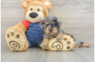 Funny Poodle Purebred Pup