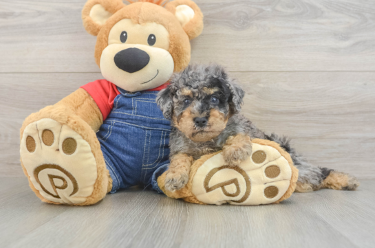 Funny Poodle Purebred Pup