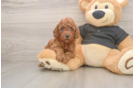 Little Poodle Baby