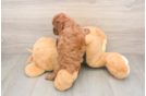 Petite Caniche Purebred Puppy