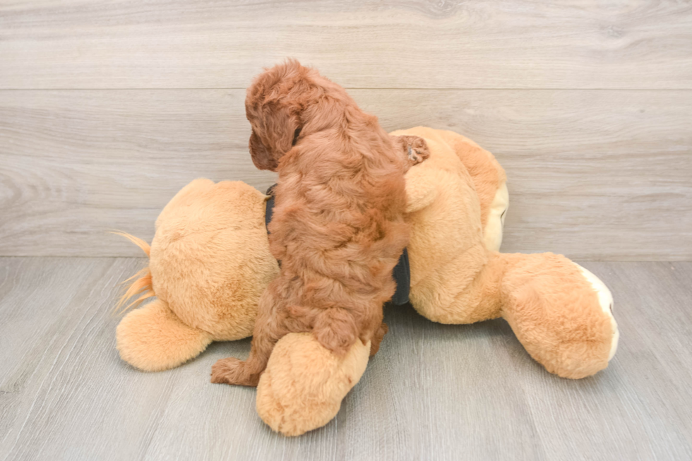 Petite Caniche Purebred Puppy