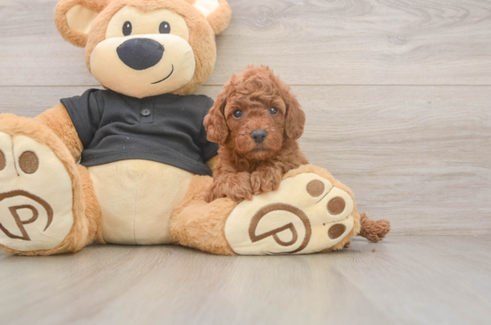 Poodle Pup Being Cute