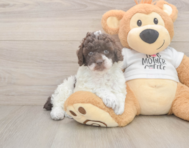 8 week old Poodle Puppy For Sale - Windy City Pups