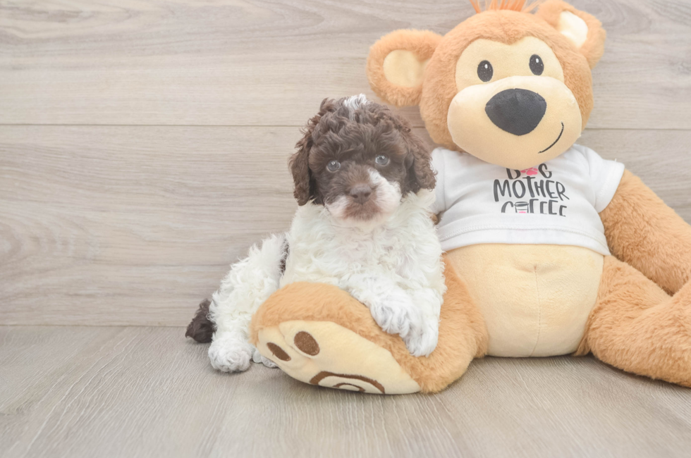 7 week old Poodle Puppy For Sale - Windy City Pups