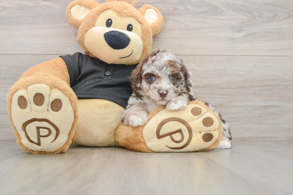 Friendly Poodle Purebred Pup