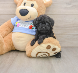 5 week old Poodle Puppy For Sale - Windy City Pups