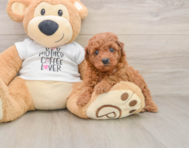8 week old Poodle Puppy For Sale - Windy City Pups
