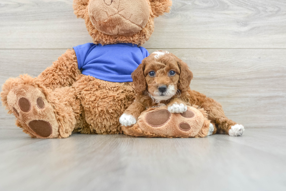 Poodle Pup Being Cute