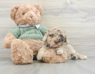 7 week old Poodle Puppy For Sale - Windy City Pups