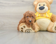 7 week old Poodle Puppy For Sale - Windy City Pups