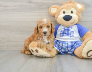 8 week old Poodle Puppy For Sale - Windy City Pups