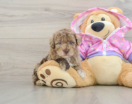 5 week old Poodle Puppy For Sale - Windy City Pups
