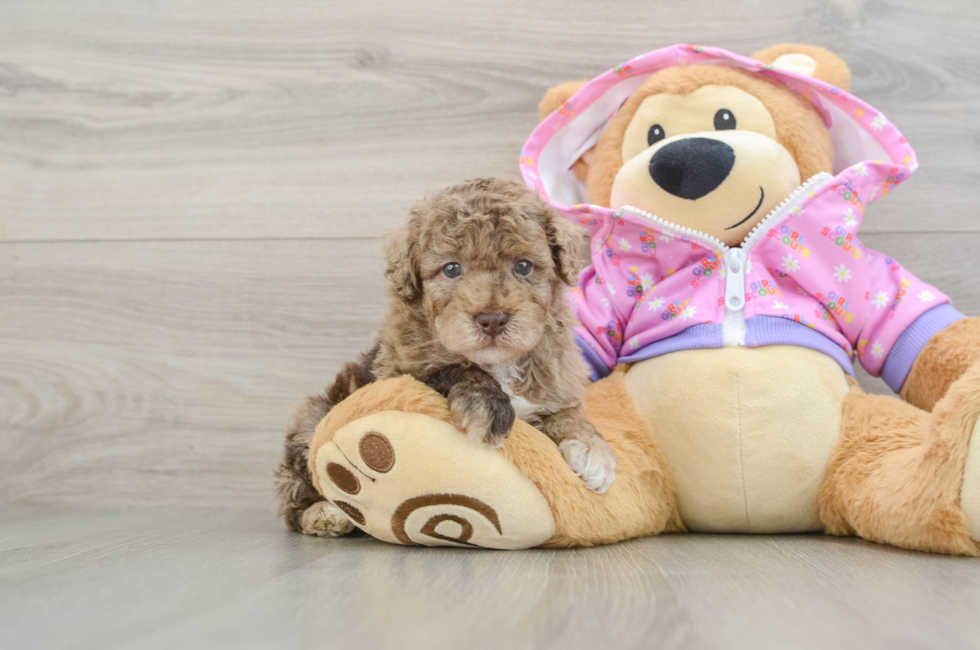 5 week old Poodle Puppy For Sale - Windy City Pups