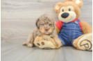 Poodle Pup Being Cute